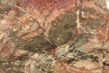 Colorful, Pink Petrified Wood (Araucaria) Round - Arizona #258178-1